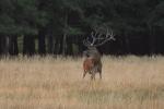 Jelen lesní (Cervus elaphus)
