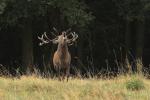 Red Deer (Cervus elaphus)