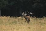 Jelen lesní (Cervus elaphus)