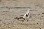 Little Ringed Plover (Charadrius dubius)