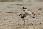 Kulík říční (Charadrius dubius)