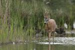  roe Deer ( Capreolus capreolus )