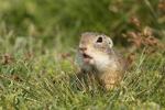 Pouched marmot (Citellus citellus)