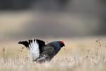 Black Grouse (Tetrao tetrix)