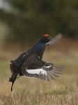 Black Grouse (Tetrao tetrix)