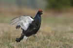 Black Grouse (Tetrao tetrix)