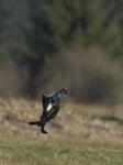 Black Grouse (Tetrao tetrix)