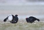 Black Grouse (Tetrao tetrix)