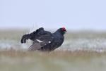 Black Grouse (Tetrao tetrix)