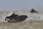 Black Grouse (Tetrao tetrix)