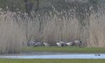  Common Crane  ( Grus grus)