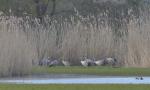  Common Crane  ( Grus grus)