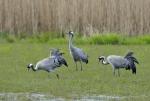  Common Crane  ( Grus grus)