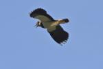 Northern Lapwing (Vanellus vanellus)