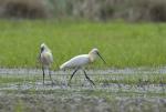 Kolpík bílý (Platalea leucorodia)