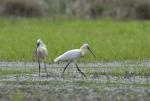 Spoonbill (Platalea leucorodia)