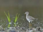 Wood Sandpiper (Tringa glareola)