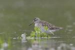 Wood Sandpiper (Tringa glareola)