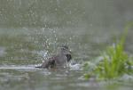 Wood Sandpiper (Tringa glareola)