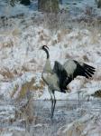  Common Crane  ( Grus grus)