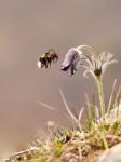 Koniklec luční  (Small Pasque Flower)