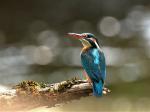 Kingfisher (Alcedo atthis)