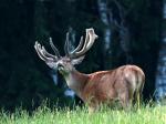 Red Deer (Cervus elaphus)