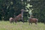 Jelen lesní (Cervus elaphus)