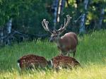 Red Deer (Cervus elaphus)