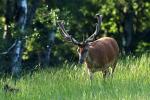 Red Deer (Cervus elaphus)