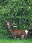 Jelen lesní (Cervus elaphus)