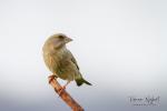 Zvonek zelený (Carduelis chloris)