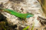Green Lizard (Lacerta viridis)