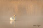  Mute swan  ( Muta olor)