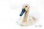  Mute swan  ( Muta olor)