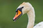  Mute swan  ( Muta olor)