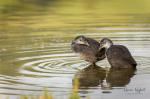 Eurasian Coot (Fulica atra)