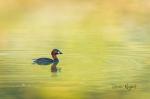 Potápka malá (Tachybaptus ruficollis)