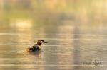 Great Crested Grebe (Podiceps cristatus)