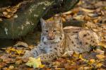 Eurasian Lynx (Lynx lynx)