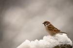 Eurasian Tree Sparrow (Passer montanus)