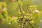 Zvonek zelený (Carduelis chloris)