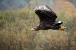  sea eagle ( Haliaeetus albicillus)