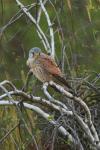 Kestrel (Falco tinunculus)