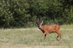  roe Deer ( Capreolus capreolus )