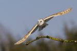 Barn Owl (Tyto alba)