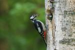 Great Spotted Woodpecker (Dendrocopos major)