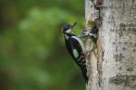 Great Spotted Woodpecker (Dendrocopos major)