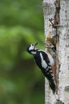 Great Spotted Woodpecker (Dendrocopos major)