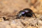 Carabus violet (Carabus violaceus)